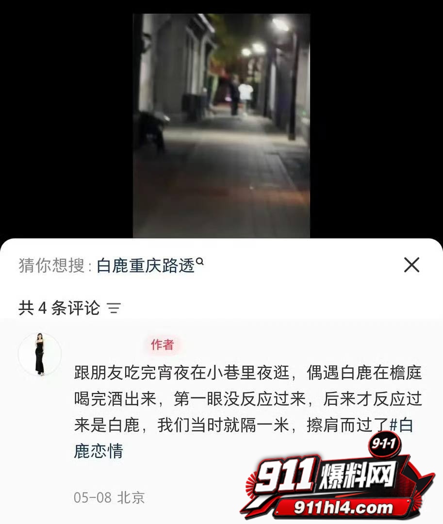 白鹭13