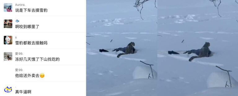 可可托海学院雪豹伤人事件xxn误把猛兽当萌宠