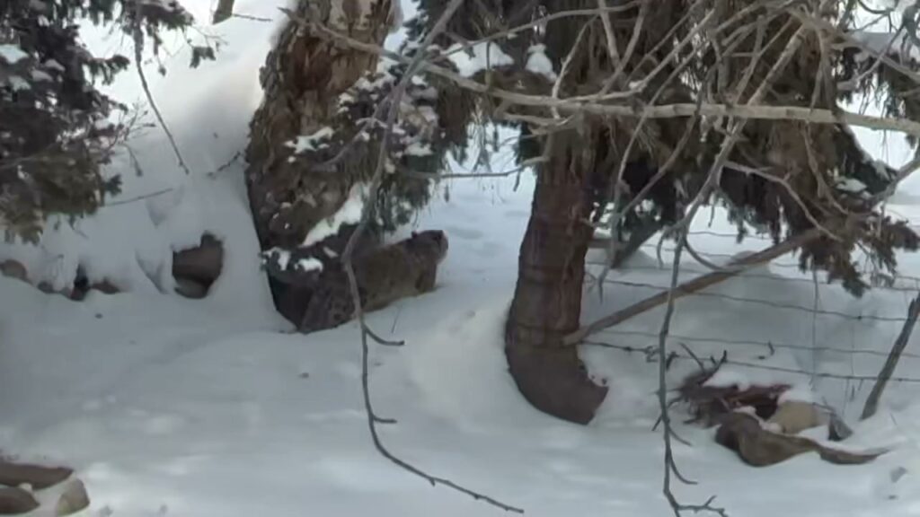可可托海学院雪豹伤人事件xxn误把猛兽当萌宠