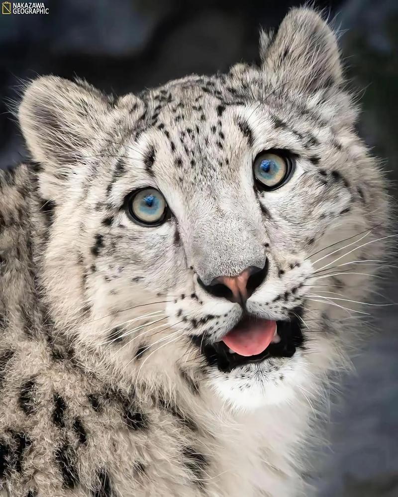 可可托海学院雪豹伤人事件xxn误把猛兽当萌宠