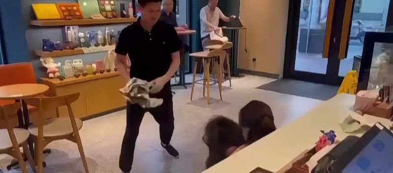 上海星巴克名媛大战渣男私会小三被原配当场抓包
