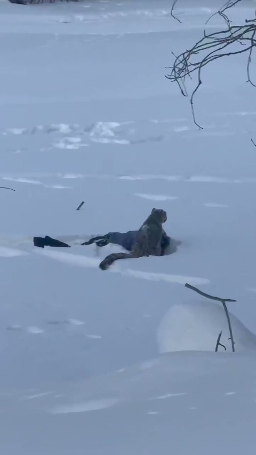 可可托海学院雪豹伤人事件xxn误把猛兽当萌宠