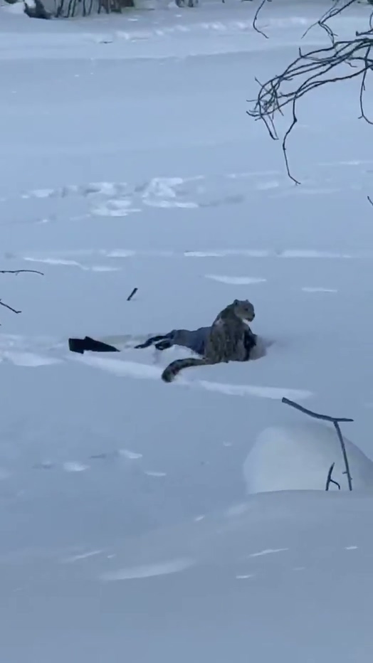 可可托海学院雪豹伤人事件xxn误把猛兽当萌宠